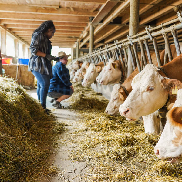 Farmers with cows representing animal husbandry applications of liquid nitrogen